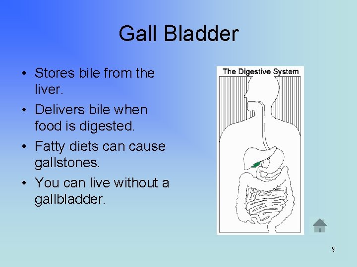 Gall Bladder • Stores bile from the liver. • Delivers bile when food is