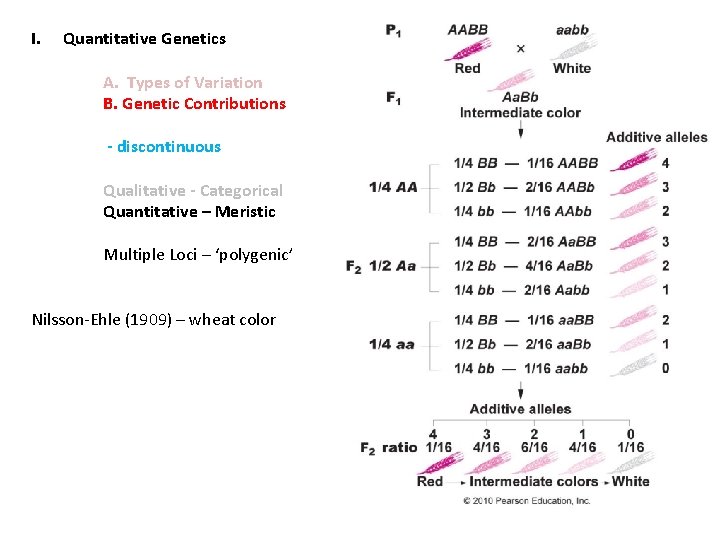 I. Quantitative Genetics A. Types of Variation B. Genetic Contributions - discontinuous Qualitative -