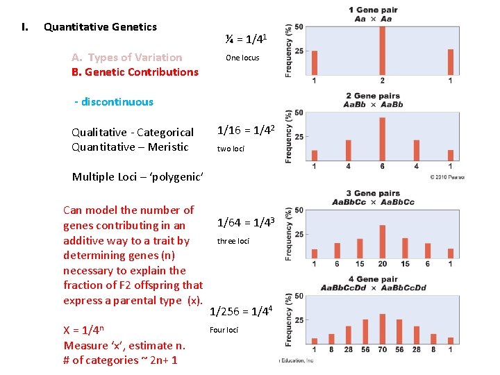 I. Quantitative Genetics A. Types of Variation B. Genetic Contributions ¼ = 1/41 One