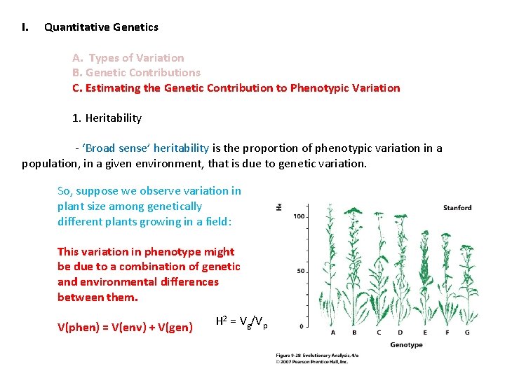 I. Quantitative Genetics A. Types of Variation B. Genetic Contributions C. Estimating the Genetic