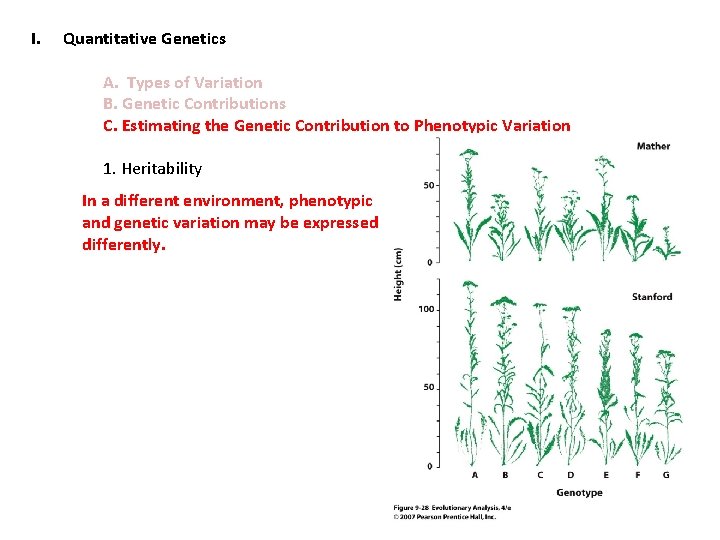 I. Quantitative Genetics A. Types of Variation B. Genetic Contributions C. Estimating the Genetic