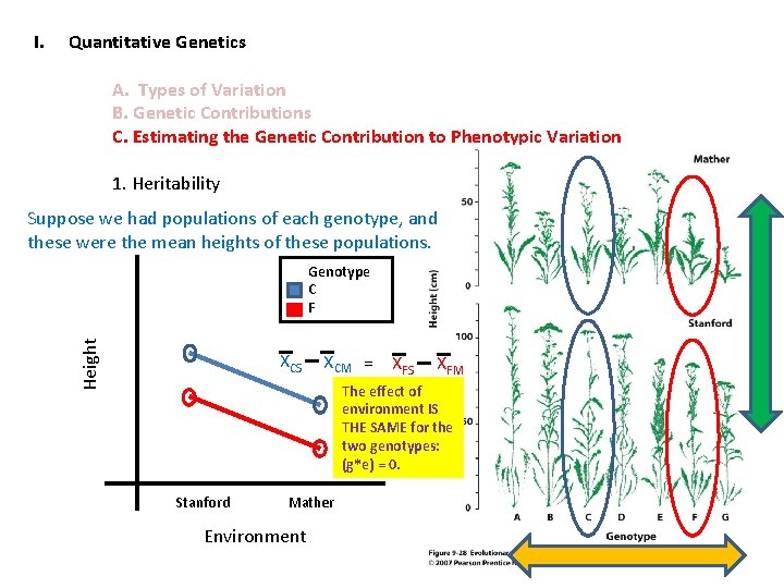 I. Quantitative Genetics A. Types of Variation B. Genetic Contributions C. Estimating the Genetic