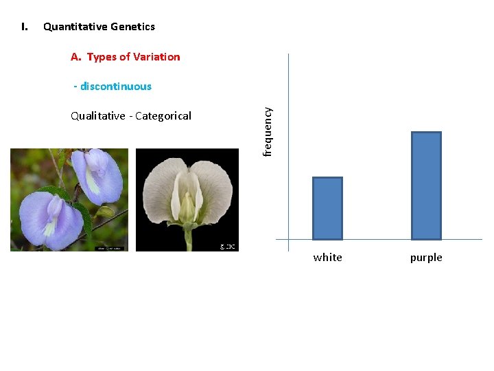 Quantitative Genetics A. Types of Variation - discontinuous Qualitative - Categorical frequency I. white