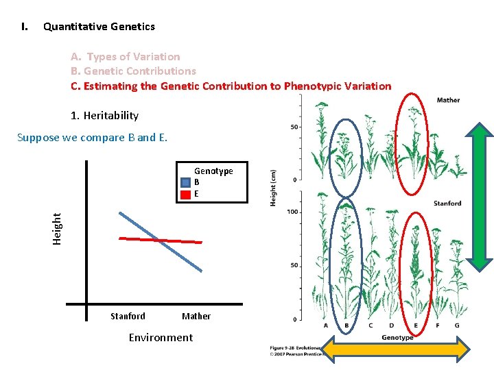 I. Quantitative Genetics A. Types of Variation B. Genetic Contributions C. Estimating the Genetic