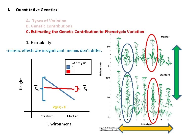 I. Quantitative Genetics A. Types of Variation B. Genetic Contributions C. Estimating the Genetic