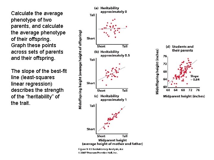 Calculate the average phenotype of two parents, and calculate the average phenotype of their