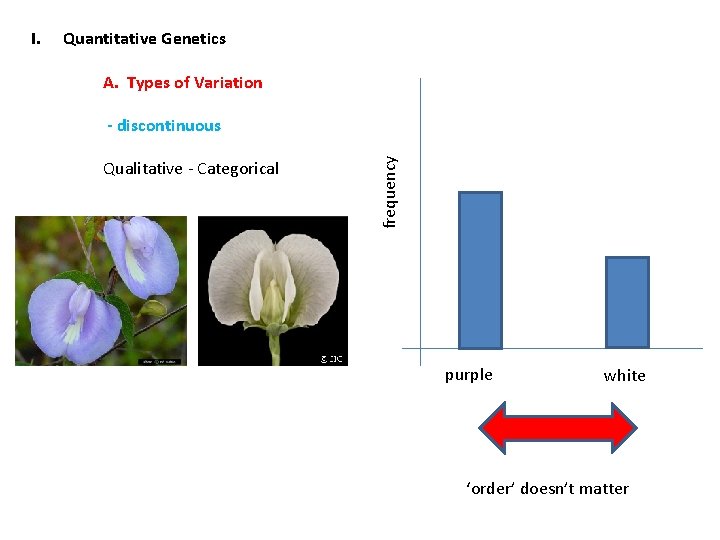 Quantitative Genetics A. Types of Variation - discontinuous Qualitative - Categorical frequency I. purple