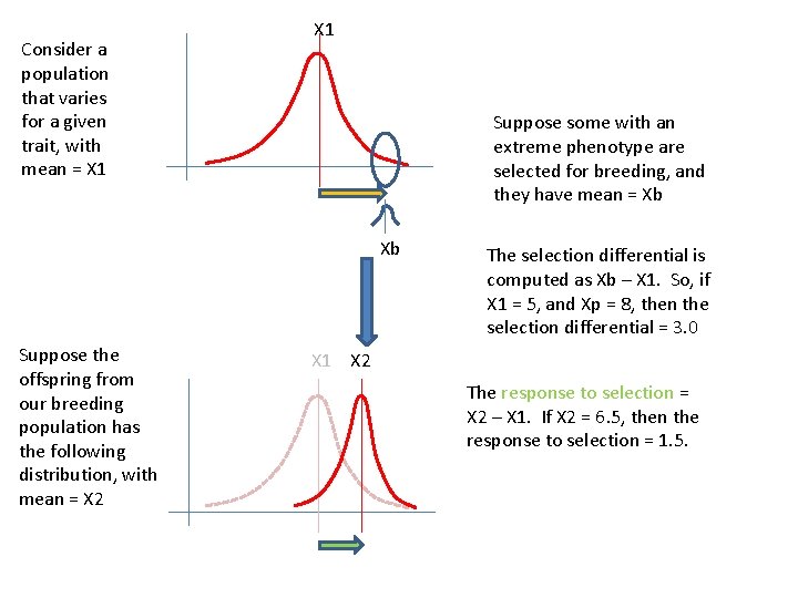 Consider a population that varies for a given trait, with mean = X 1