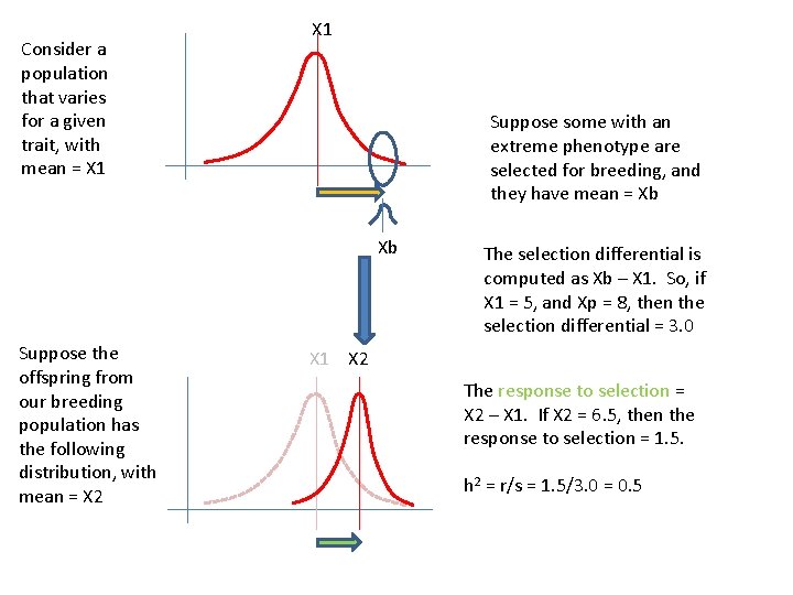 Consider a population that varies for a given trait, with mean = X 1