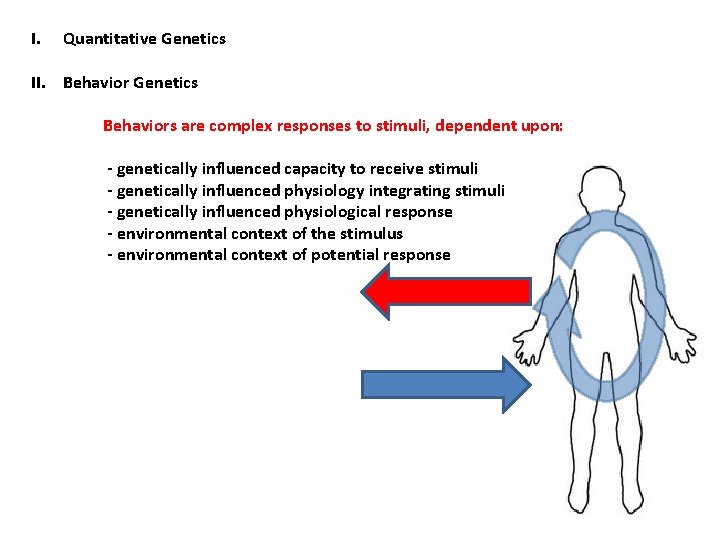 I. Quantitative Genetics II. Behavior Genetics Behaviors are complex responses to stimuli, dependent upon: