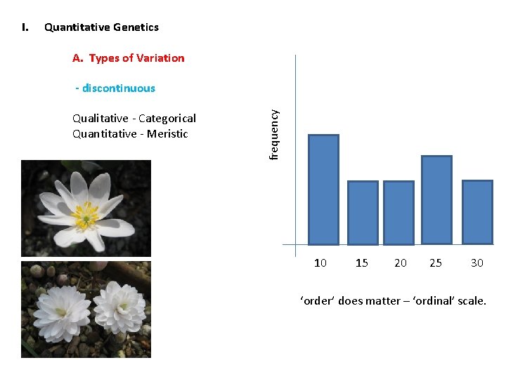 Quantitative Genetics A. Types of Variation - discontinuous Qualitative - Categorical Quantitative - Meristic