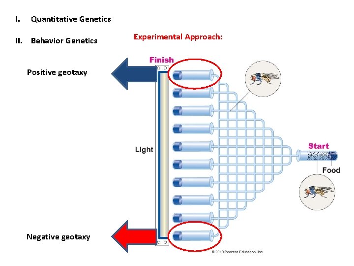 I. Quantitative Genetics II. Behavior Genetics Positive geotaxy Negative geotaxy Experimental Approach: 