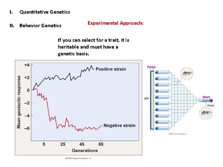 I. Quantitative Genetics II. Behavior Genetics Experimental Approach: If you can select for a