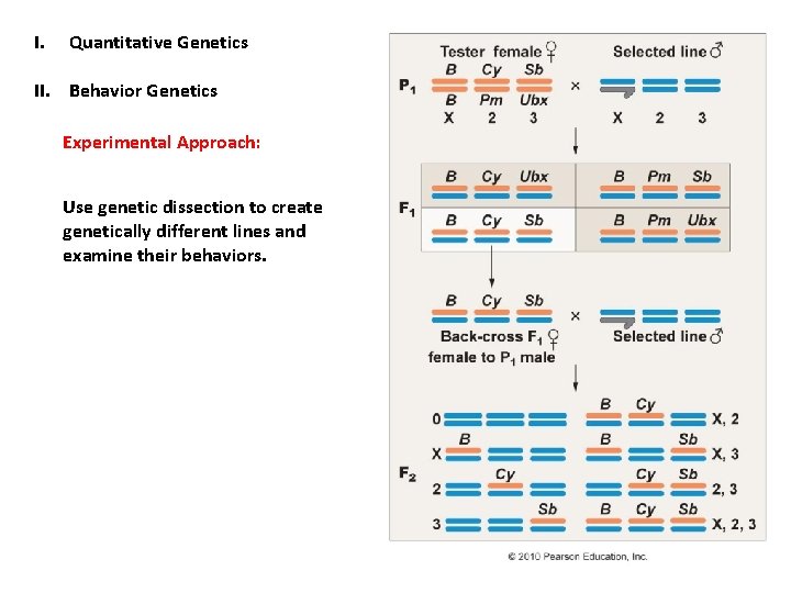 I. Quantitative Genetics II. Behavior Genetics Experimental Approach: Use genetic dissection to create genetically