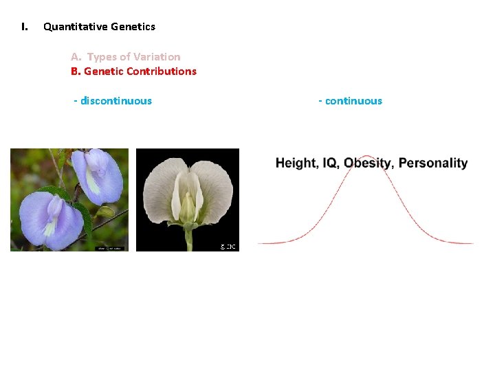 I. Quantitative Genetics A. Types of Variation B. Genetic Contributions - discontinuous - continuous