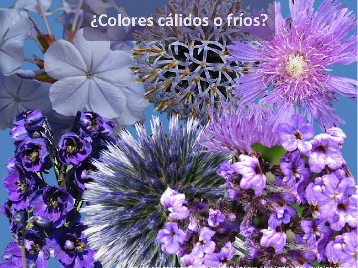¿Colores cálidos o fríos? 