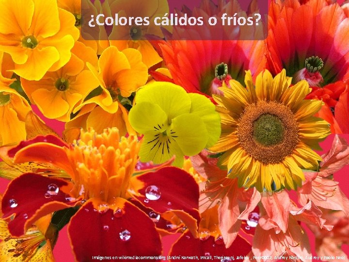 ¿Colores cálidos o fríos? Imágenes en wikimediacommons. org (André Karwath, Imcall, Thegreenj, Jafelev ,