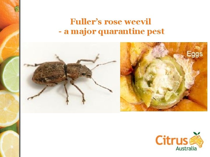 Fuller’s rose weevil - a major quarantine pest 