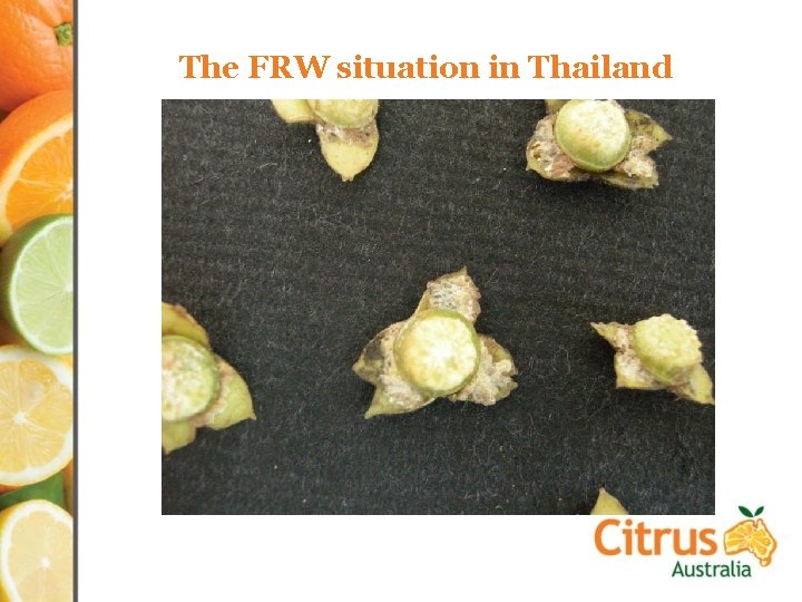 The FRW situation in Thailand 