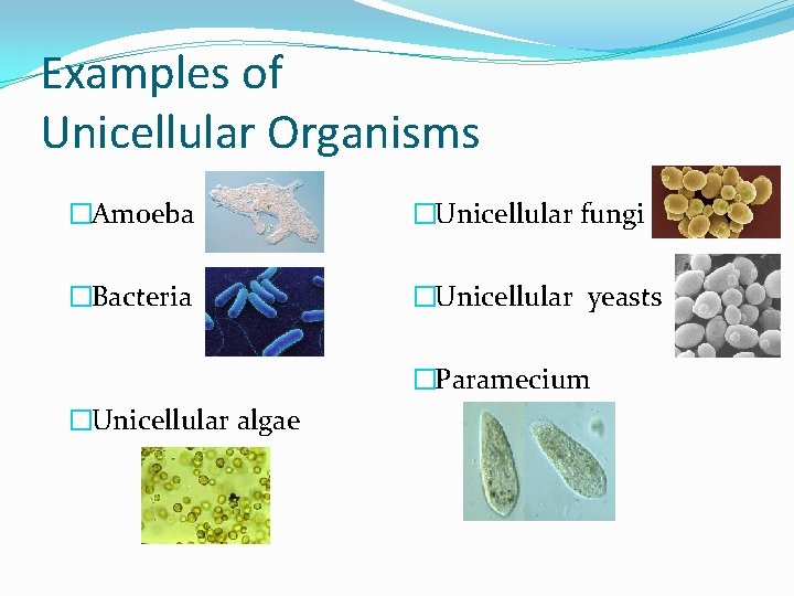 Examples of Unicellular Organisms �Amoeba �Unicellular fungi �Bacteria �Unicellular yeasts �Paramecium �Unicellular algae 