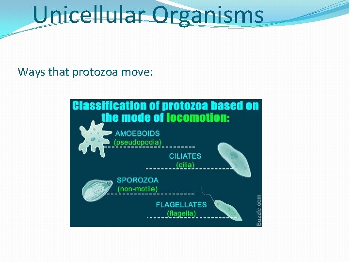 Unicellular Organisms Ways that protozoa move: 