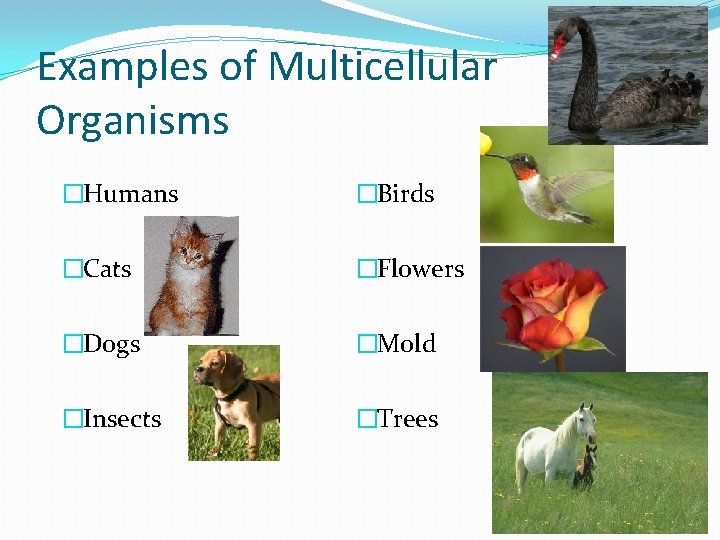 Examples of Multicellular Organisms �Humans �Birds �Cats �Flowers �Dogs �Mold �Insects �Trees Examples of Multicellular Organisms �Humans �Birds �Cats �Flowers �Dogs �Mold �Insects �Trees