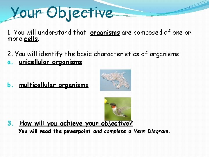 Your Objective 1. You will understand that organisms are composed of one or more