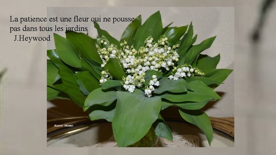La patience est une fleur qui ne pousse pas dans tous les jardins J.