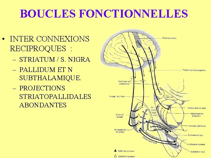 BOUCLES FONCTIONNELLES • INTER CONNEXIONS RECIPROQUES : – STRIATUM / S. NIGRA – PALLIDUM