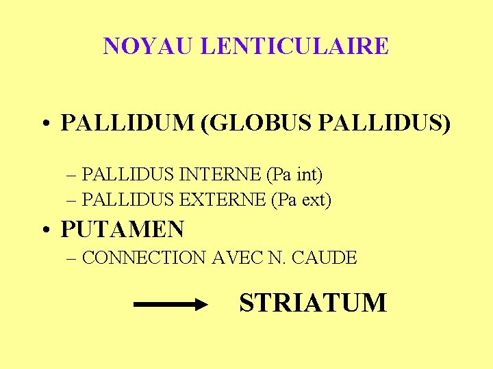 NOYAU LENTICULAIRE • PALLIDUM (GLOBUS PALLIDUS) – PALLIDUS INTERNE (Pa int) – PALLIDUS EXTERNE