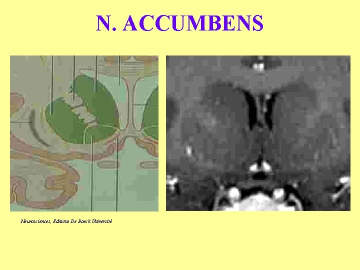 N. ACCUMBENS Neurosciences, Editions De Boeck Université 