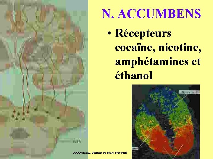 N. ACCUMBENS • Récepteurs cocaïne, nicotine, amphétamines et éthanol Neurosciences, Editions De Boeck Université