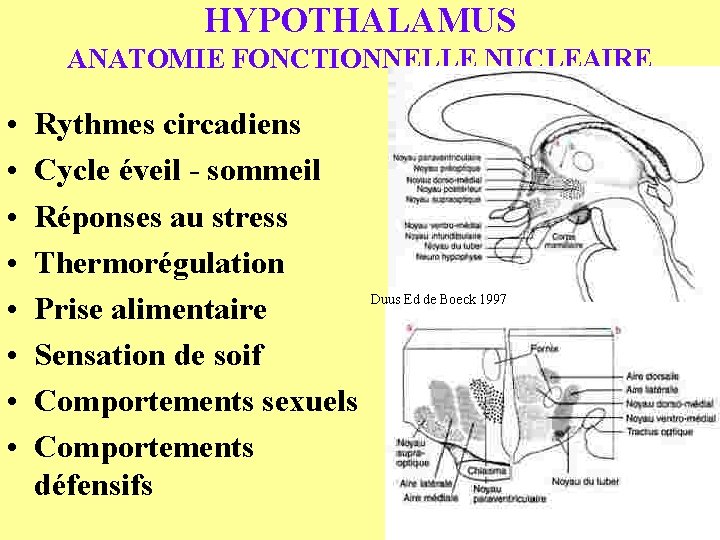 HYPOTHALAMUS ANATOMIE FONCTIONNELLE NUCLEAIRE • • Rythmes circadiens Cycle éveil - sommeil Réponses au