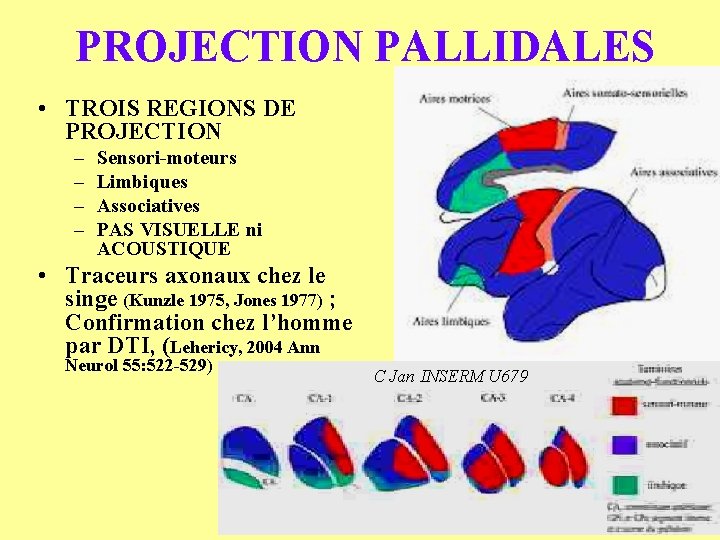 PROJECTION PALLIDALES • TROIS REGIONS DE PROJECTION – – Sensori-moteurs Limbiques Associatives PAS VISUELLE