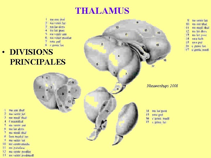 THALAMUS • DIVISIONS PRINCIPALES Nieuwenhuys 2008 