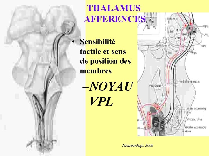 THALAMUS AFFERENCES • Sensibilité tactile et sens de position des membres –NOYAU VPL Nieuwenhuys