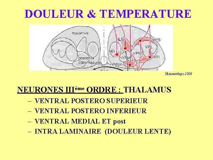 DOULEUR & TEMPERATURE Nieuwenhuys 2008 NEURONES IIIème ORDRE : THALAMUS – – VENTRAL POSTERO