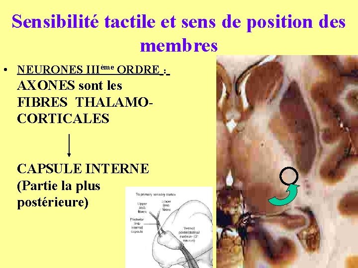 Sensibilité tactile et sens de position des membres • NEURONES IIIème ORDRE : AXONES