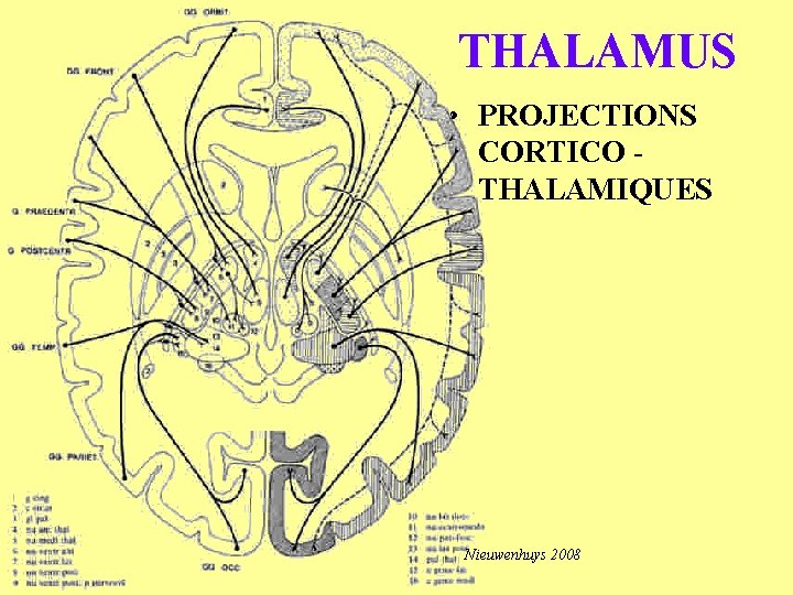 THALAMUS • PROJECTIONS CORTICO THALAMIQUES Nieuwenhuys 2008 