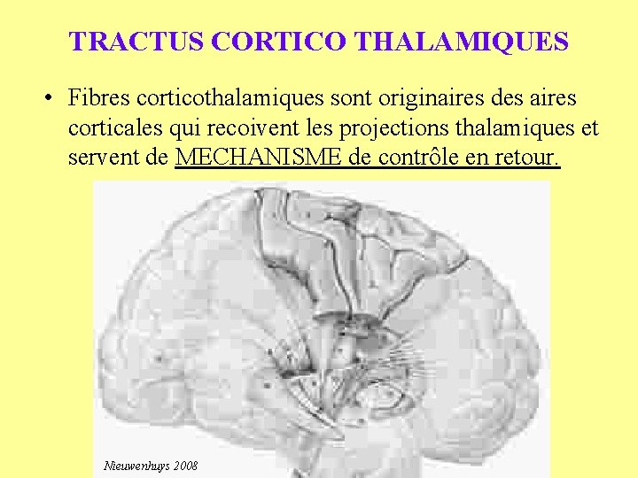 TRACTUS CORTICO THALAMIQUES • Fibres corticothalamiques sont originaires des aires corticales qui recoivent les