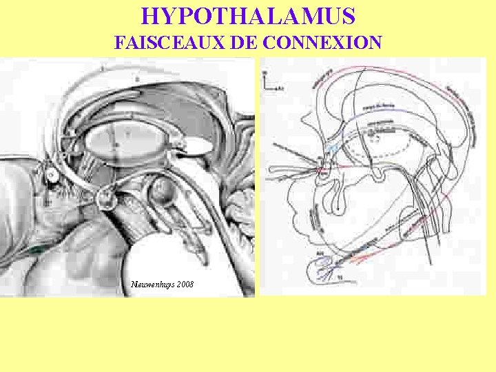 HYPOTHALAMUS FAISCEAUX DE CONNEXION Nieuwenhuys 2008 