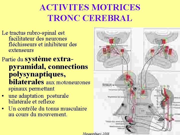 ACTIVITES MOTRICES TRONC CEREBRAL Le tractus rubro-spinal est facilitateur des neurones fléchisseurs et inhibiteur