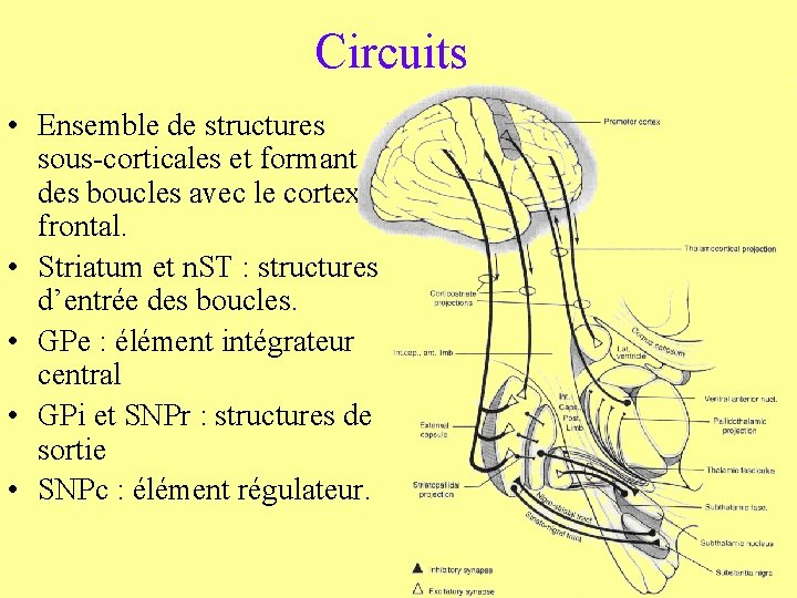 Circuits • Ensemble de structures sous-corticales et formant des boucles avec le cortex frontal.