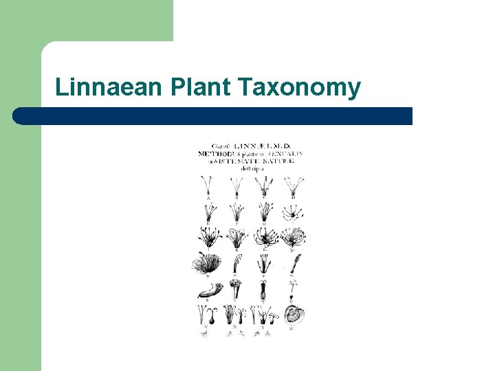 Linnaean Plant Taxonomy 