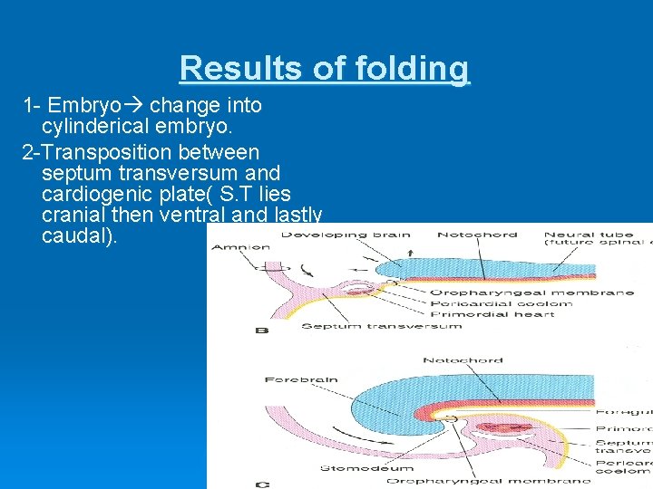 Results of folding 1 - Embryo change into cylinderical embryo. 2 -Transposition between septum