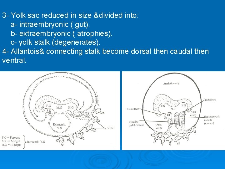 3 - Yolk sac reduced in size &divided into: a- intraembryonic ( gut). b-