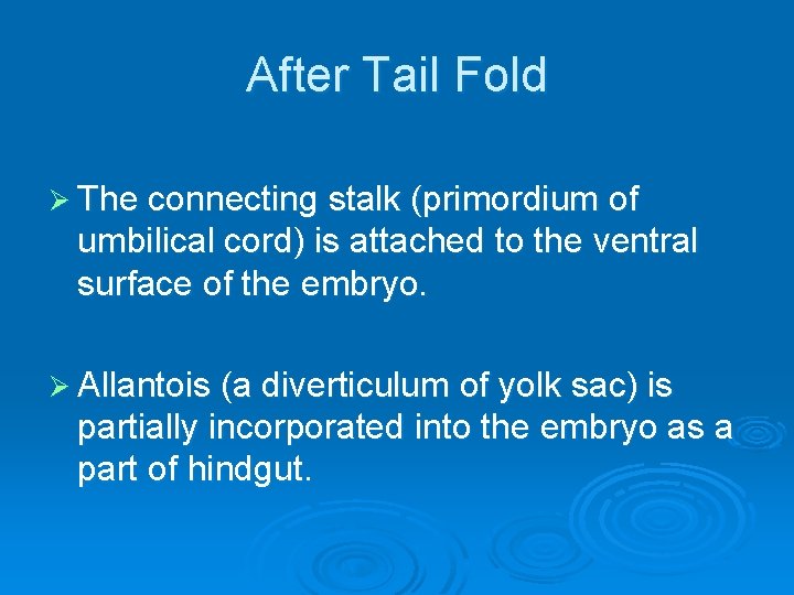 After Tail Fold Ø The connecting stalk (primordium of umbilical cord) is attached to