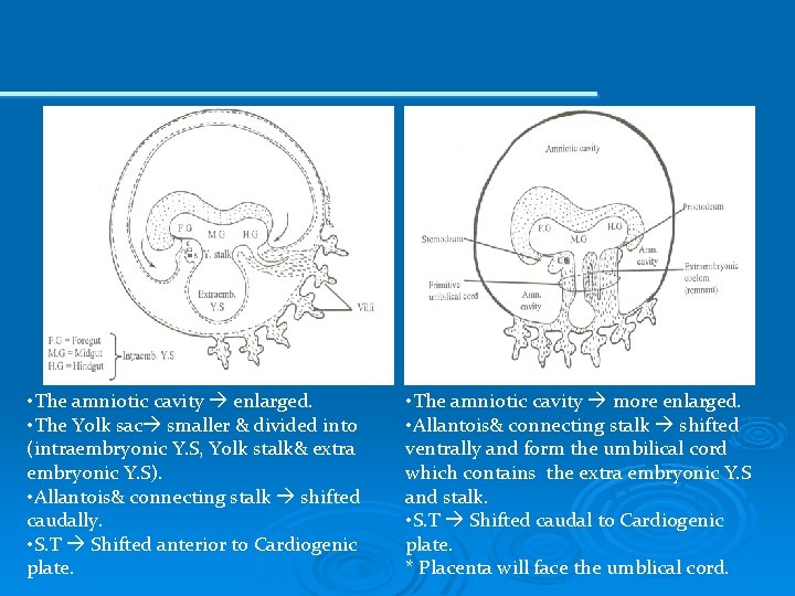  • The amniotic cavity enlarged. • The Yolk sac smaller & divided into