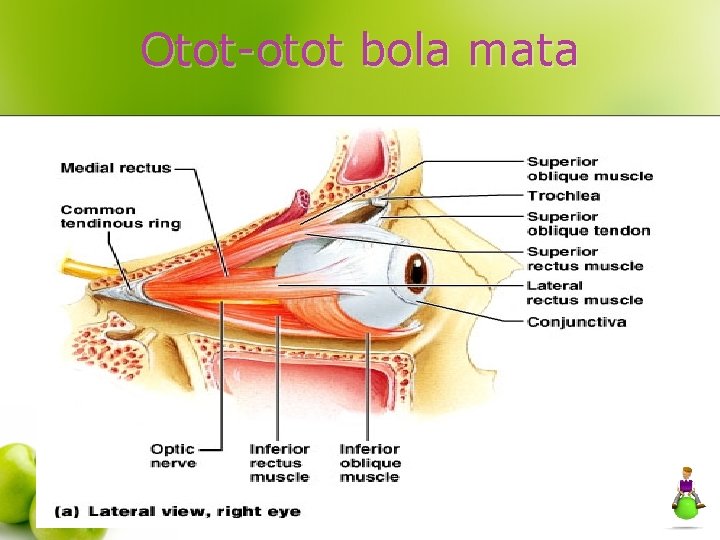 Otot-otot bola mata 