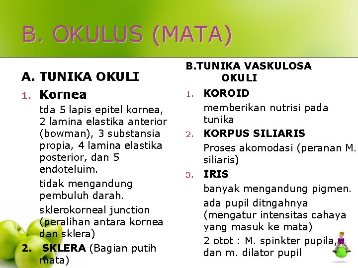 B. OKULUS (MATA) A. TUNIKA OKULI 1. Kornea tda 5 lapis epitel kornea, 2